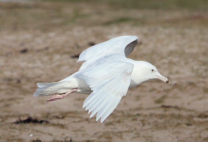 Glaucous Gull
