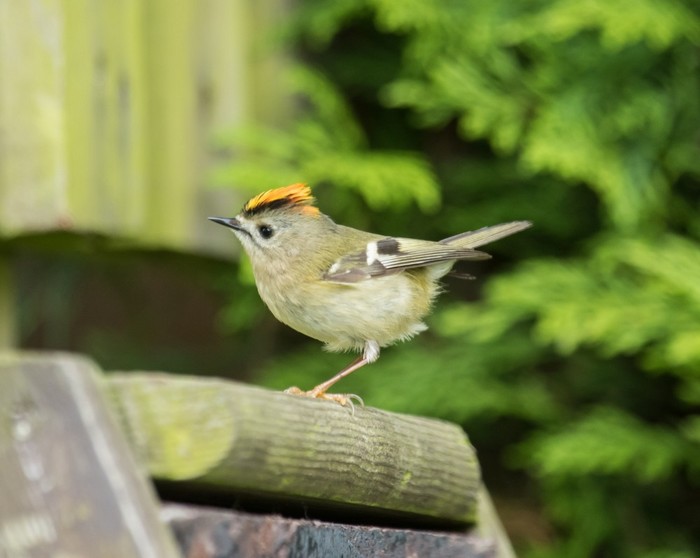 Goldcrest