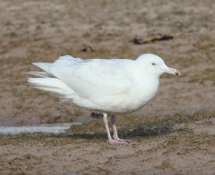 Glaucous Gull