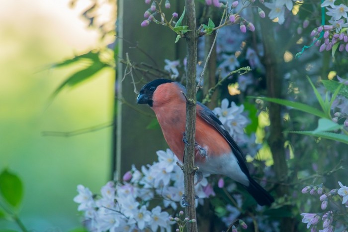 Bullfinch