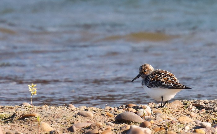 Sanderling