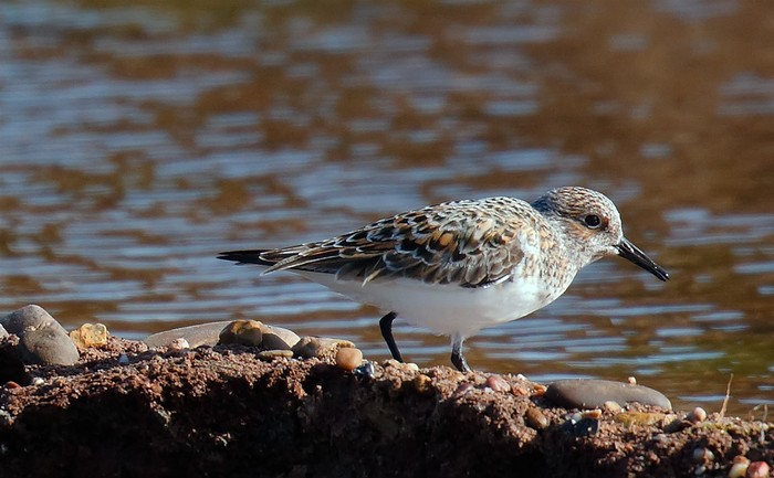 Sanderling