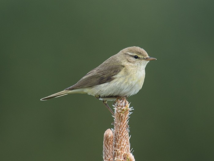 Willow Warbler