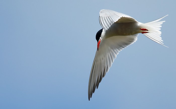 Common Tern