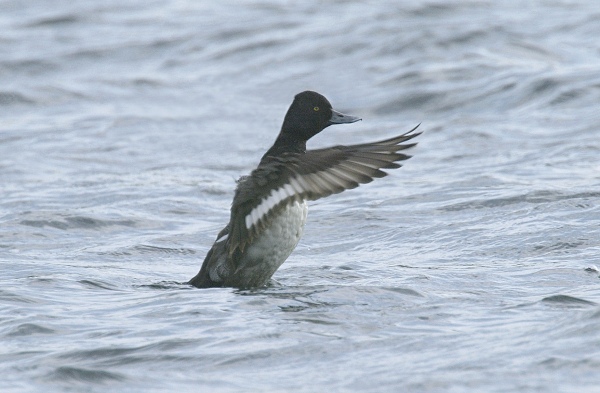 Lesser Scaup