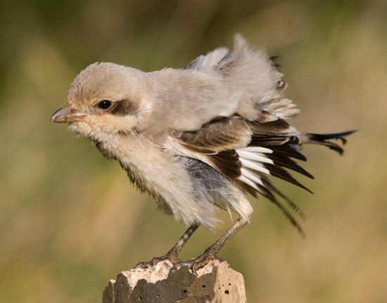 Steppe Grey Shrike