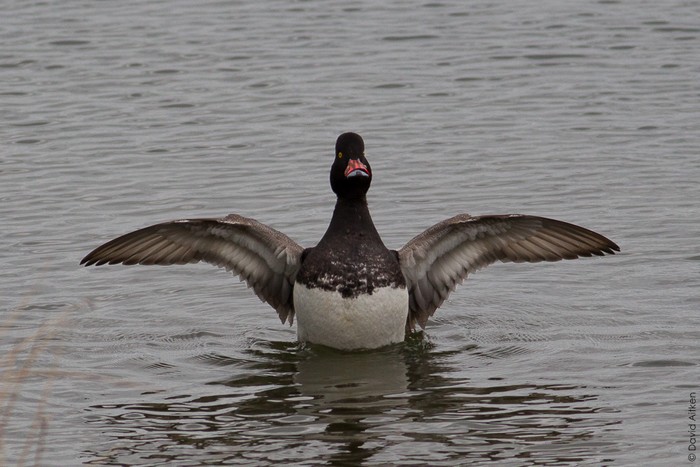 Lesser Scaup