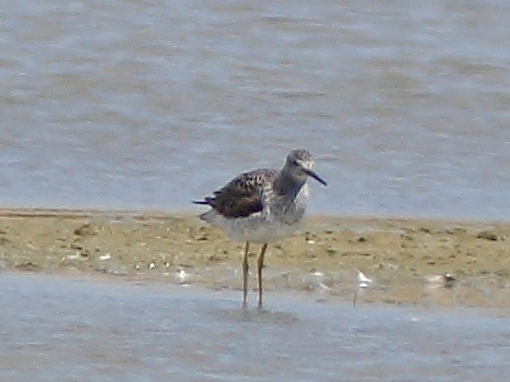 Greater Yellowlegs