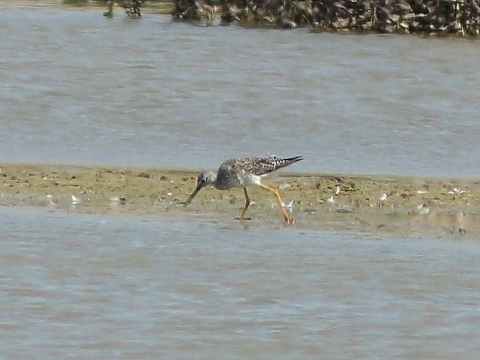 Greater Yellowlegs