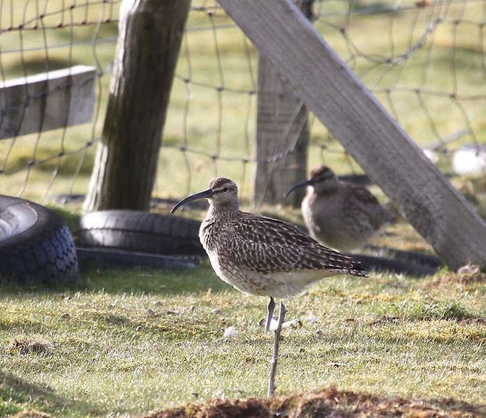Whimbrel