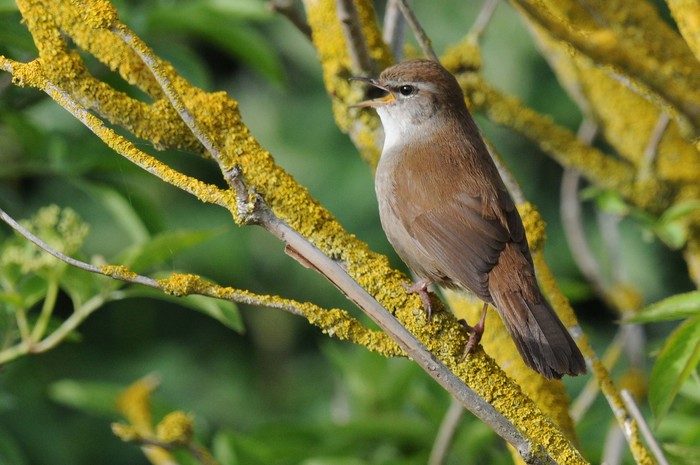 Cetti's Warbler