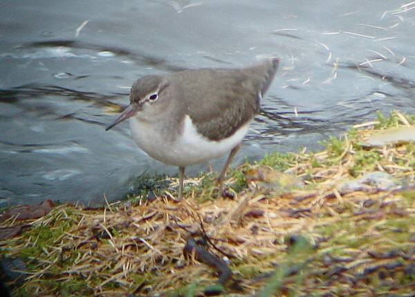 Spotted Sandpiper