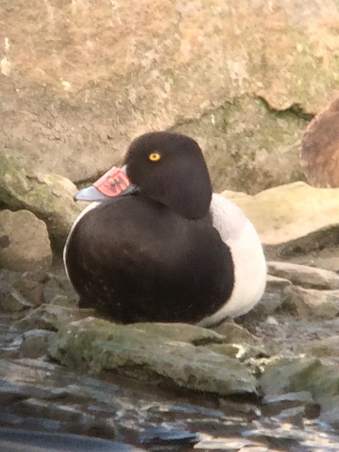 Lesser Scaup