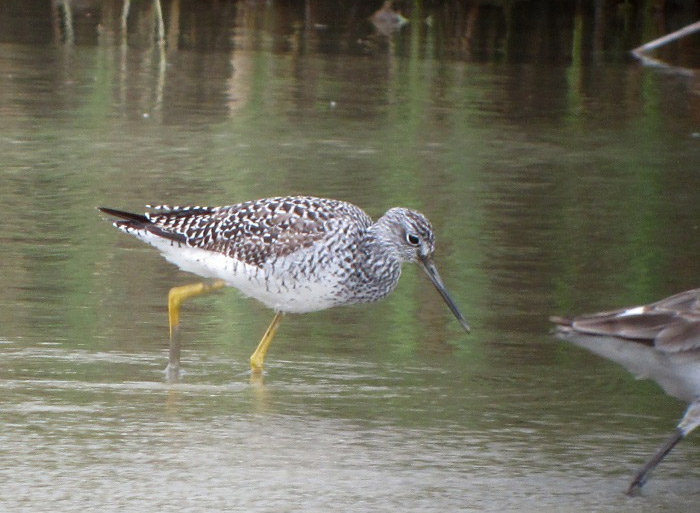 Greater Yellowlegs