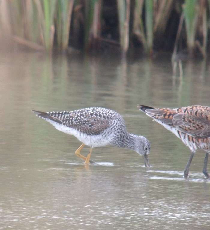 Greater Yellowlegs
