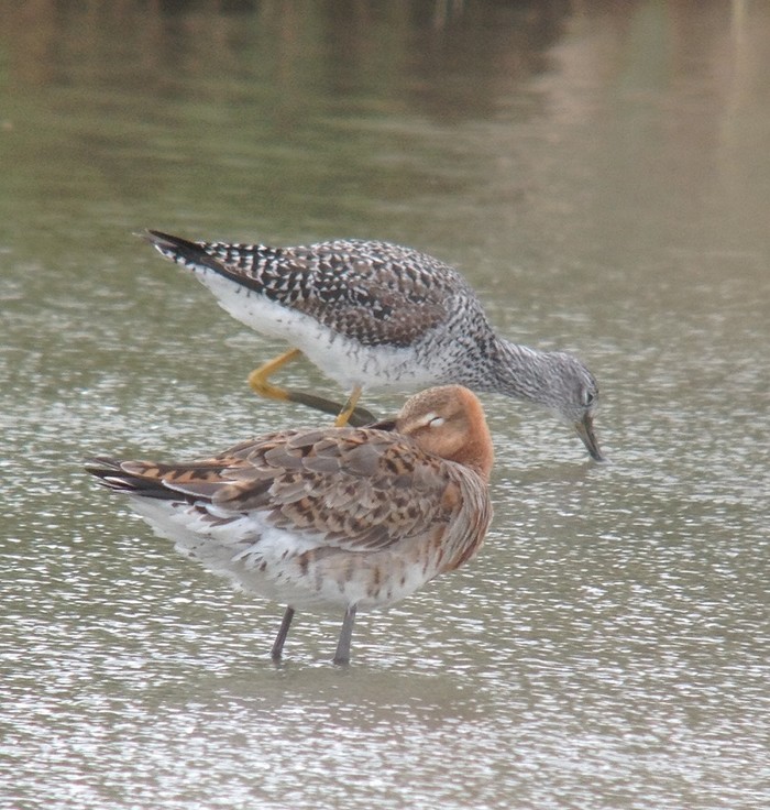 Greater Yellowlegs