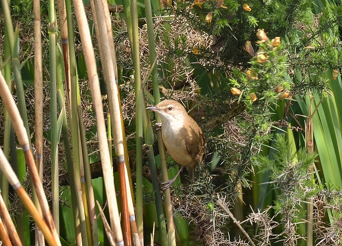 Great Reed Warbler