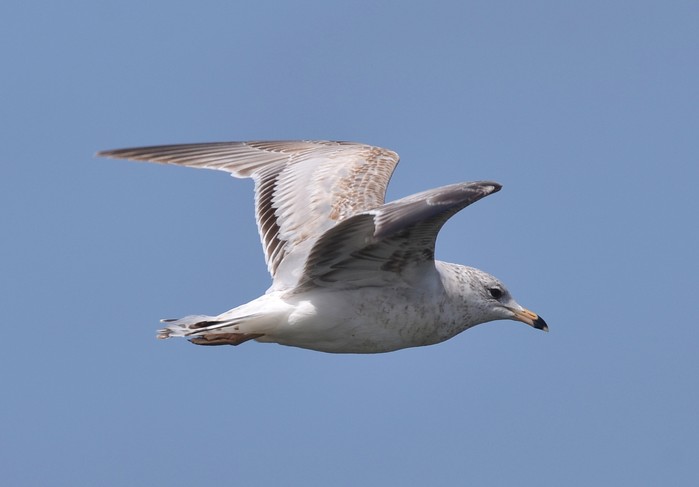 Ring-billed Gull