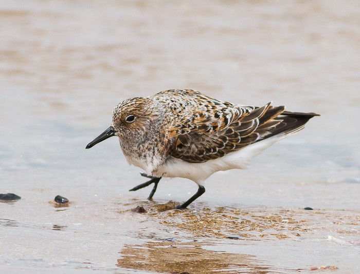 Sanderling