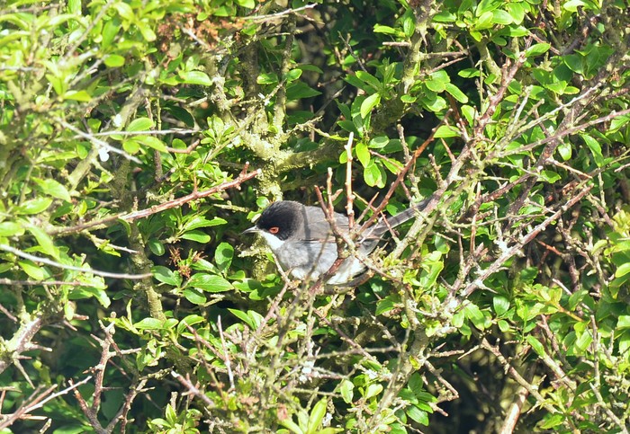 Sardinian Warbler