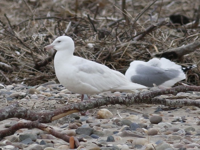 Iceland Gull