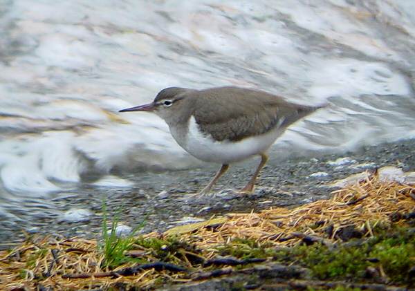 Spotted Sandpiper