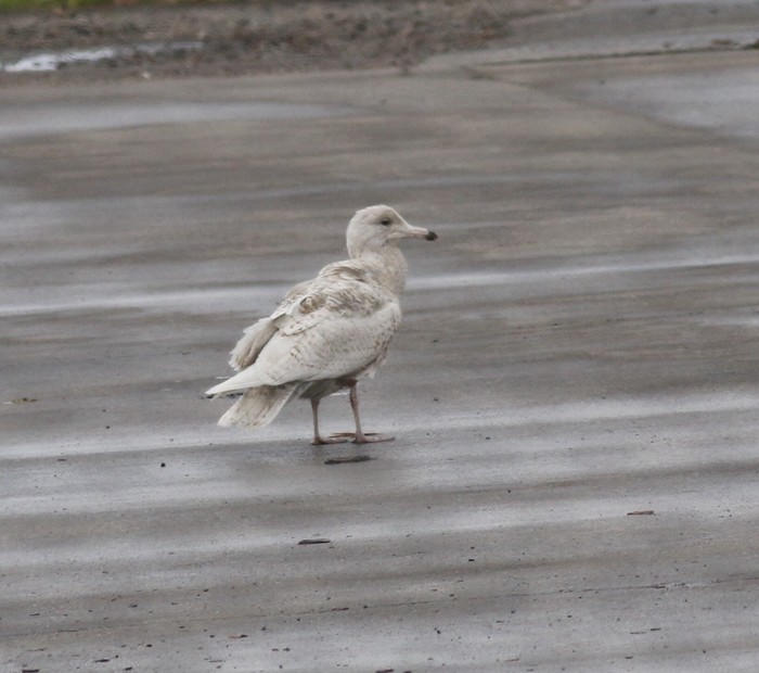Glaucous Gull