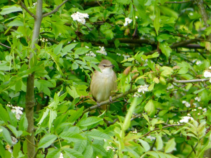 Great Reed Warbler