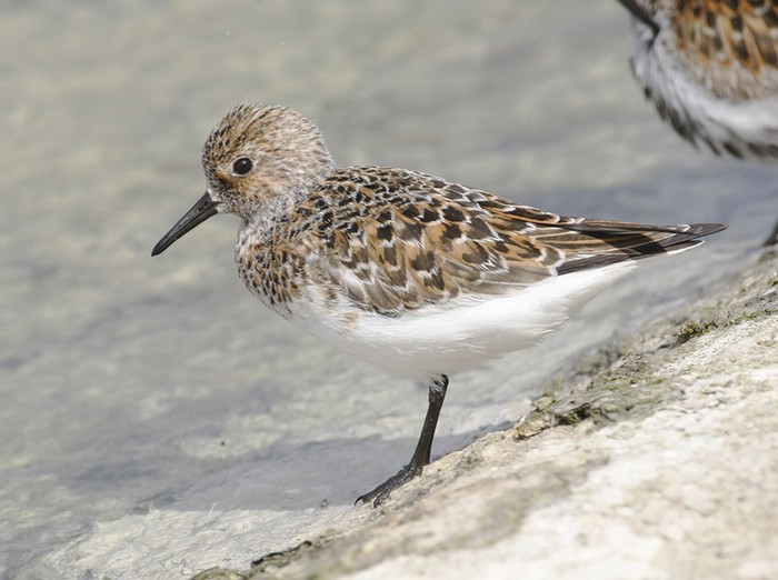 Sanderling