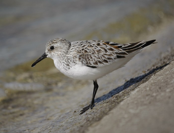 Sanderling