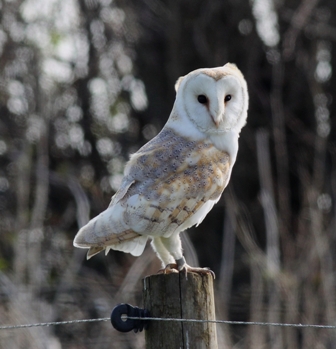 Barn Owl