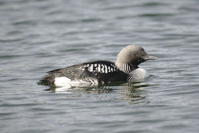 Black-throated Diver