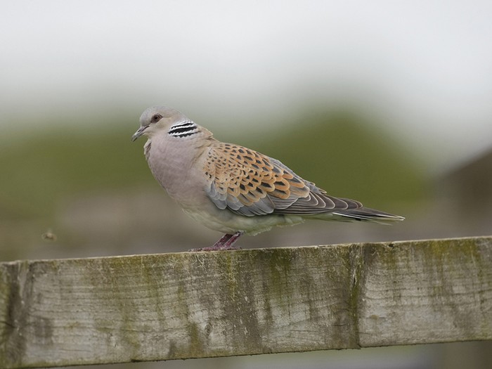 Turtle Dove