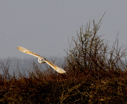 Barn Owl