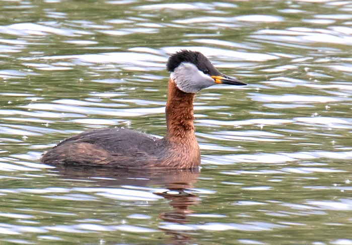 Red-necked Grebe
