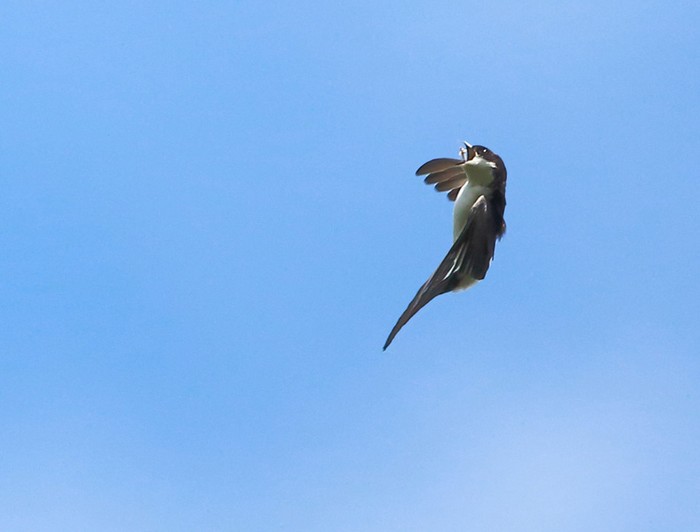 House Martin