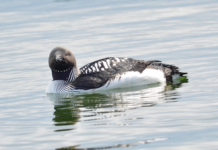 Black-throated Diver