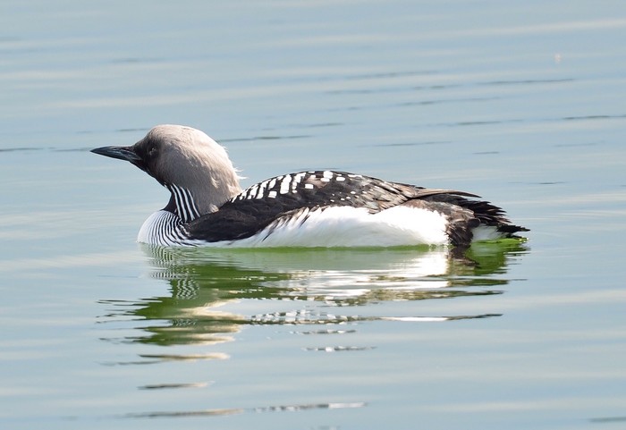 Black-throated Diver
