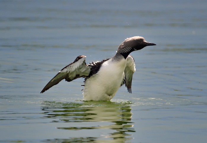 Black-throated Diver