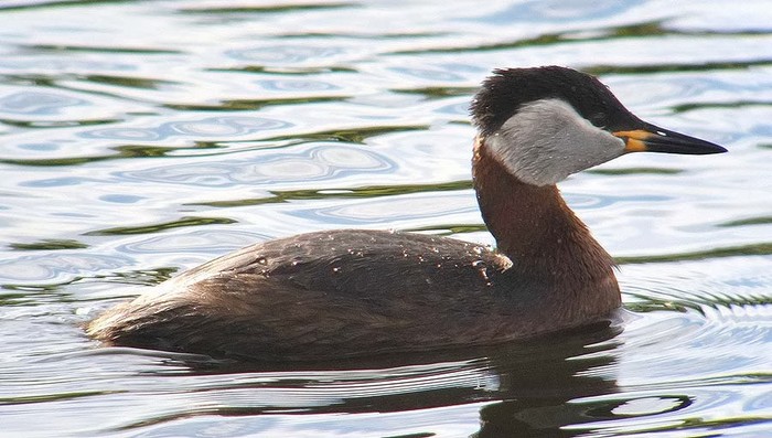 Red-necked Grebe