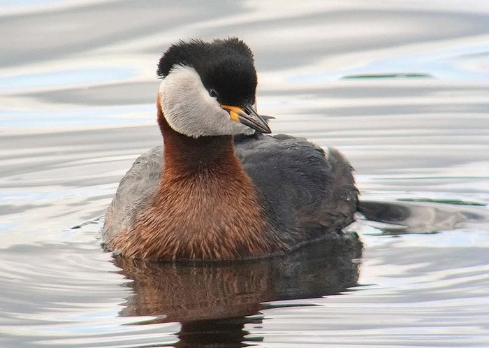 Red-necked Grebe