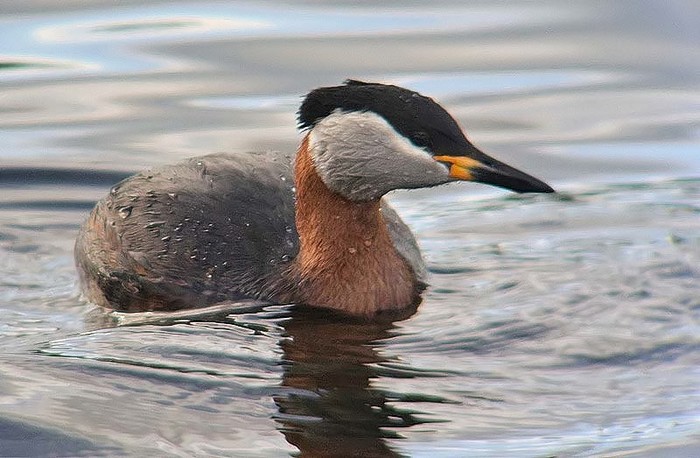 Red-necked Grebe