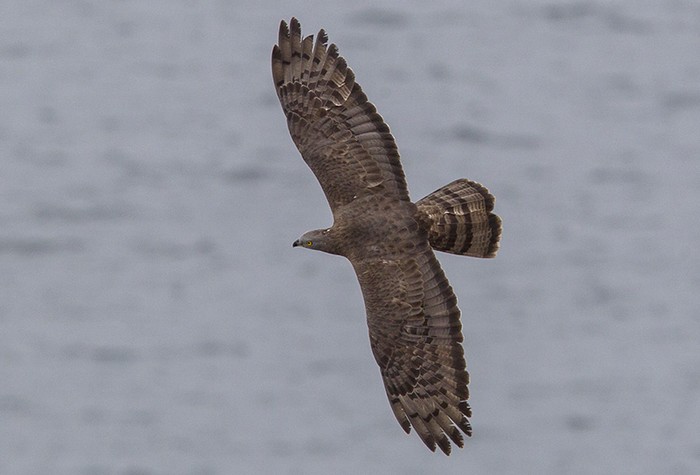 Honey Buzzard