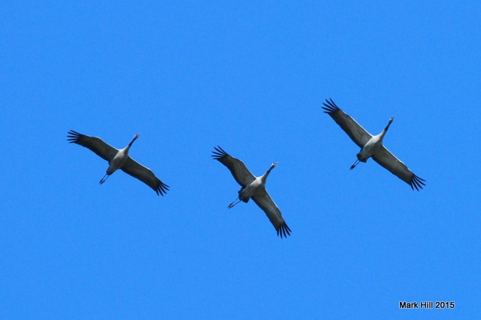 Common Crane