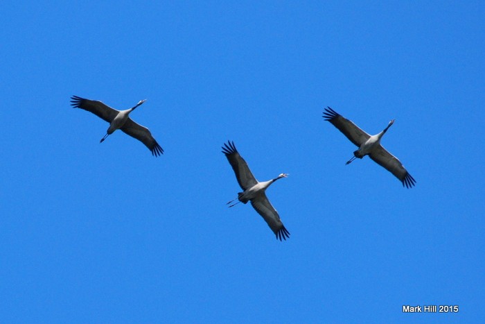 Common Crane