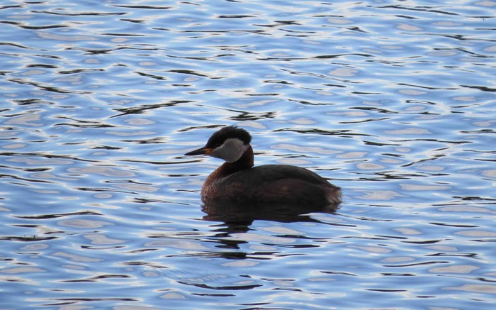 Red-necked Grebe