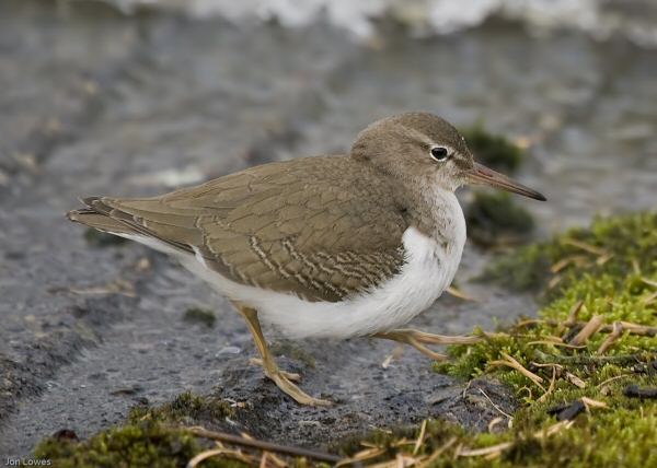 Spotted Sandpiper