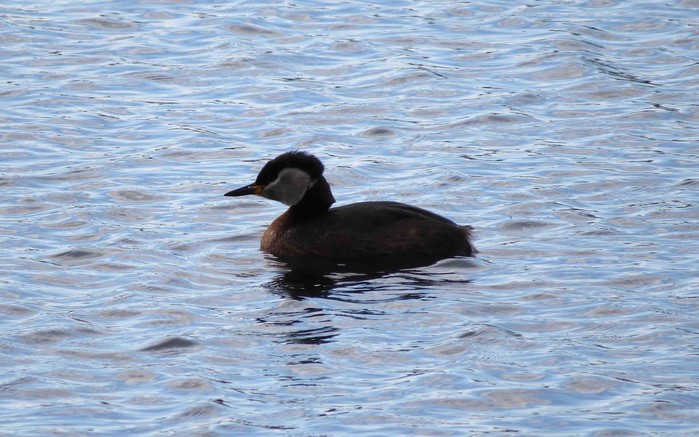 Red-necked Grebe