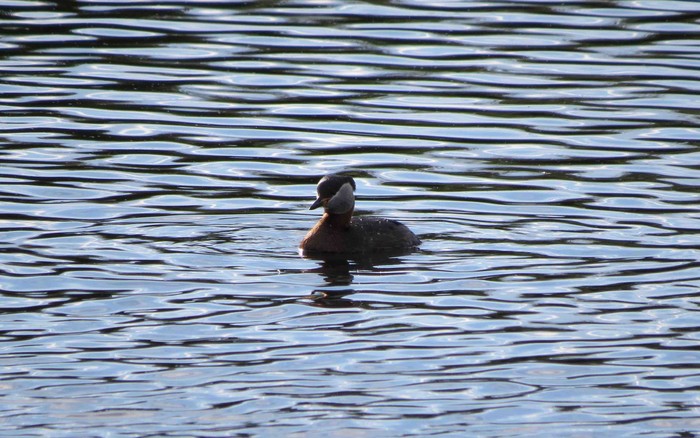 Red-necked Grebe
