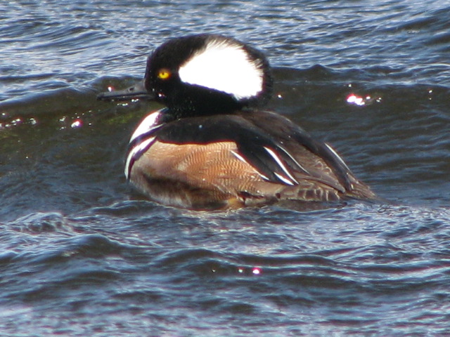 Hooded Merganser
